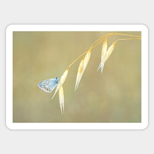 Common Blue Butterfly on Grass Sticker